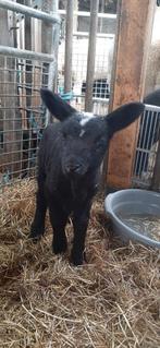 Mooi leblam, Dieren en Toebehoren, Mannelijk, Geit