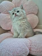 Prachtige raszuivere britse korthaar kittens, Meerdere dieren, Ontwormd, 0 tot 2 jaar