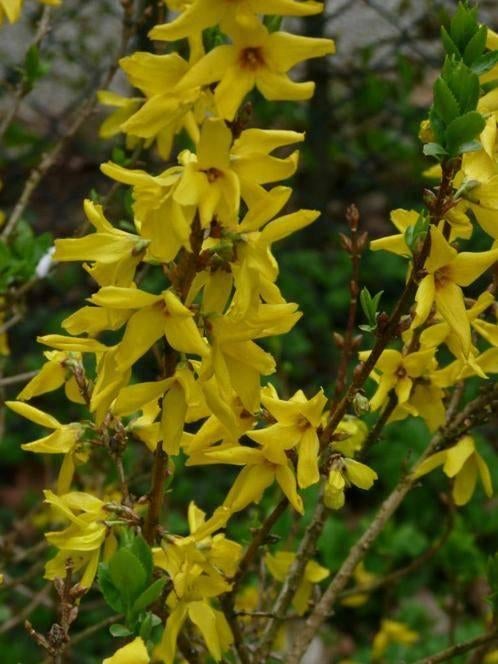 Chinees klokje - Forsythia in pot, Ophalen, Overige soorten, Minder dan 100 cm