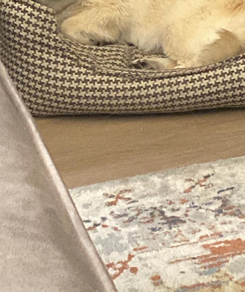 Honden benodigdheden GRATIS, Dieren en Toebehoren, Ophalen