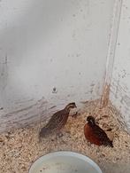 Zwartmasker boomkwartels, Meerdere dieren