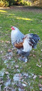 2 prachtige Brahma hanen, Dieren en Toebehoren, Pluimvee, Mannelijk, Kip