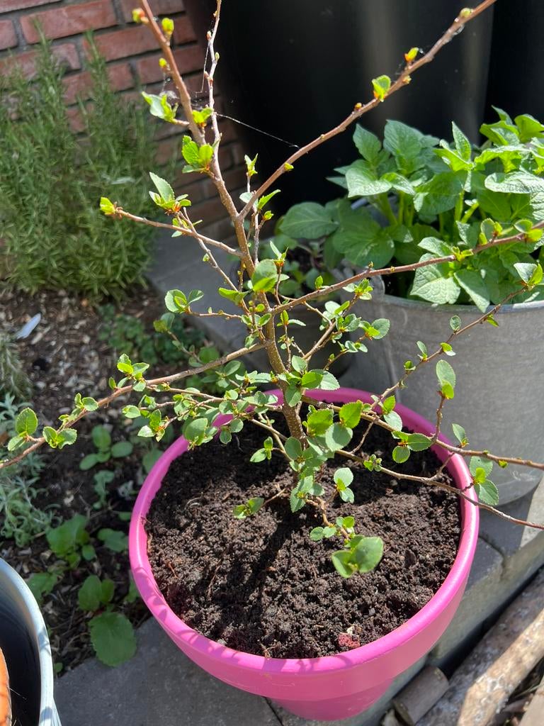 Prunus mahaleb/weischelboom, Herfst, Minder dan 100 cm, Volle zon, In pot