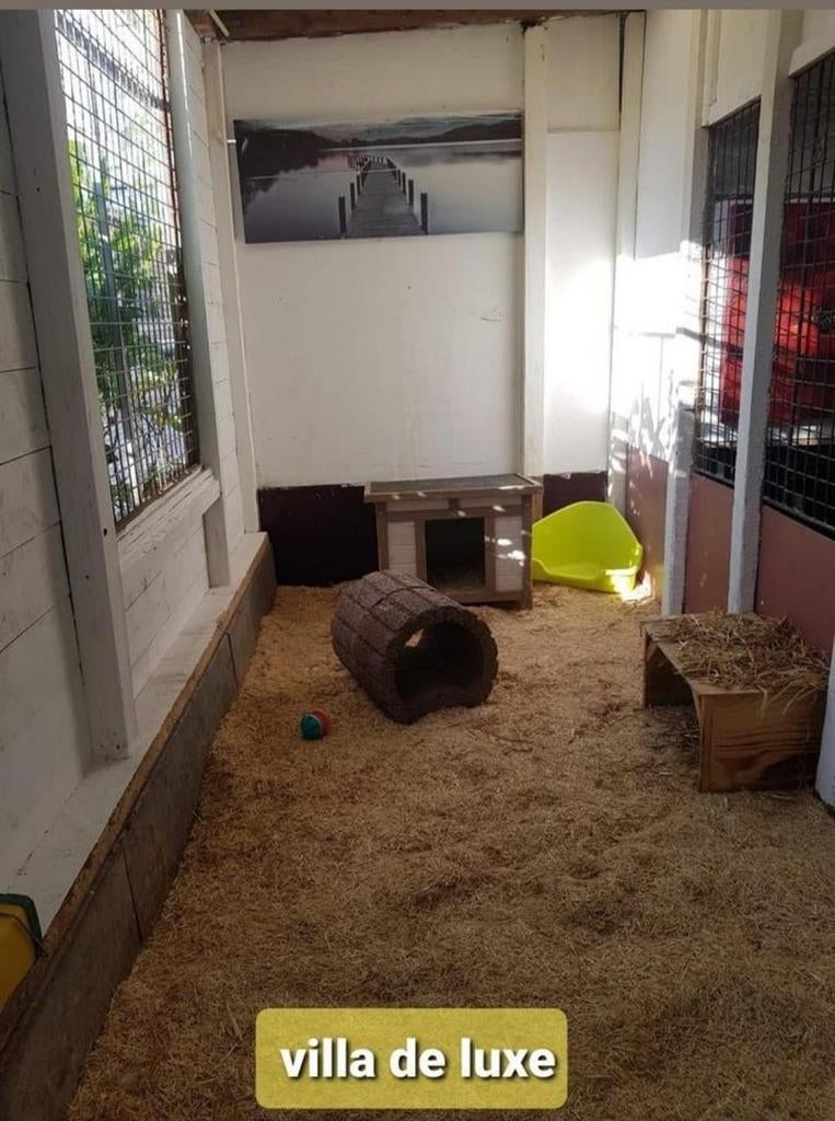 Vakantie opvang voor al u cavias en konijnen