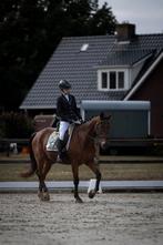 Bijrijder aangeboden, Dieren en Toebehoren, Ophalen of Verzenden, Nieuw