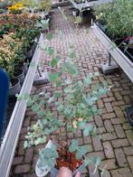 Eucalyptus 60 cm, Tuin en Terras, Planten | Tuinplanten, Ophalen, Zomer, Siergrassen, Volle zon