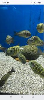 Gezocht Tropheus Murango, Vis