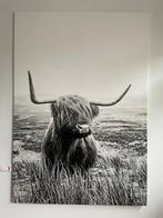 Schotse hooglander op canvas, Huis en Inrichting, Woonaccessoires | Schilderijen, Tekeningen en Foto's, Zo goed als nieuw, Ophalen