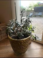 Jade plant crassula met gouden pot feng shui, Huis en Inrichting, Kamerplanten, Ophalen, Vetplant, Volle zon, Minder dan 100 cm