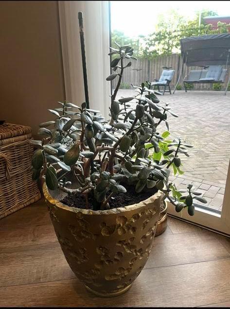 Jade plant crassula met gouden pot feng shui, Huis en Inrichting, Kamerplanten, Vetplant, Minder dan 100 cm, Volle zon, Ophalen
