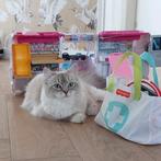Verwacht: Ragdollkittens, Dieren en Toebehoren, Gechipt