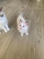 Nog 1 mannelijke Ragdoll kitten te koop, Dieren en Toebehoren, Katten en Kittens | Raskatten | Langhaar, Meerdere dieren, Ontwormd