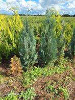 Chamaecyparis Lawsoniana columnaris, conifeer tot 125 cm, Ophalen of Verzenden, Conifeer, 100 tot 250 cm
