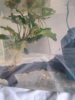 Gratis vissen, Dieren en Toebehoren, Vissen | Aquariumvissen, Vis