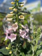 Digitalis 2 grote potten voor €5, Ophalen of Verzenden, Zomer, Overige soorten, Volle zon
