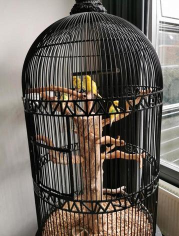 Ijzeren vogelkooi incl Boom beschikbaar voor biedingen