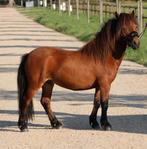 Te koop 7 super knappe shetlander en een betuigd Welsh, Dieren en Toebehoren, Ruin, A pony (tot 1.17m), Recreatiepony, Gechipt