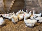 Sussex hennen tegen de leg, Dieren en Toebehoren, Pluimvee, Vrouwelijk, Kip
