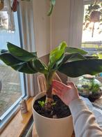 Bananenplant (voor binnen) incl. Pot, Ophalen, Fruitplant, Halfschaduw, In pot