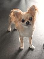 Mooi chihuahua teefje., Dieren en Toebehoren, Honden | Chihuahua's en Gezelschapshonden, CDV (hondenziekte), 1 tot 2 jaar, Teef