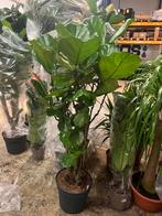 Ficus lyrata – Meerstammig 180cm, Ophalen, Ficus, Halfschaduw, 200 cm of meer