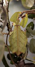 Eitjes wandelend blad de PSG 72 (Phyllium giganteum), Wandelende tak