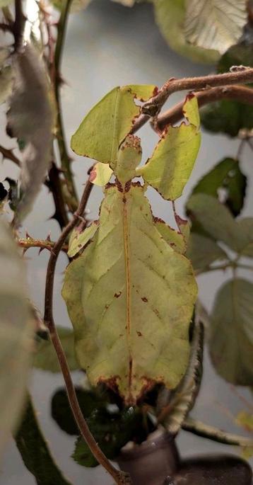 Eitjes wandelend blad de PSG 72 (Phyllium giganteum) beschikbaar voor biedingen