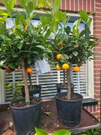 Diverse fruitboompjes: sinaasappel, kumquat, citroenkaviaar