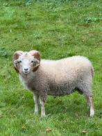 Witte ouessant ram stamboek, Dieren en Toebehoren, Schapen, Geiten en Varkens, Mannelijk, Schaap