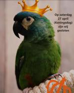 Parkieten en Papegaaien | diverse soorten, Papegaai, Meerdere dieren, Tam