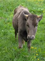 Dahomey mini koe, Dieren en Toebehoren, Runderen, Vrouwelijk, 0 tot 2 jaar