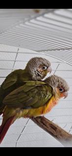 Twee half tamme pyrrhura pineapples, Dieren en Toebehoren, Geslacht onbekend, Parkiet, Tam