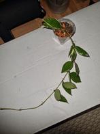 Hoya lacunosa asami wonosobo variegata, Huis en Inrichting, Kamerplanten, Ophalen of Verzenden, Halfschaduw, Minder dan 100 cm