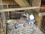 Duiven Cousois koppel €20,00, Dieren en Toebehoren, Vogels | Duiven, Meerdere dieren, Overige soorten