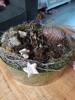 Glazen schaal een nieuw  plantje in het midden en is klaar, Ophalen, Nieuw