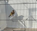 Parva Man Te Koop, Dieren en Toebehoren, Vogels | Overige Vogels, Mannelijk, Tropenvogel, Geringd