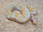 Python regius albino het piebald vrouw, Dieren en Toebehoren, Reptielen en Amfibieën, Slang, 0 tot 2 jaar