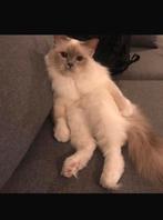 Hele mooie en lieve heilige birmaan kater, gecastreerd, Dieren en Toebehoren, Katten en Kittens | Raskatten | Langhaar, Kater