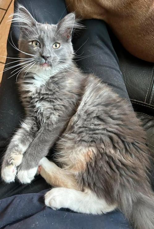 Maine Coon kitten polydactyl, Dieren en Toebehoren, Katten en Kittens | Raskatten | Langhaar, Poes, 0 tot 2 jaar, Ontwormd, Ingeënt