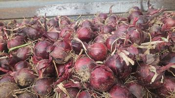 Gele en Rode Uien beschikbaar voor biedingen