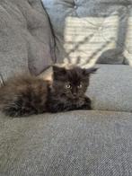 Maine Coon kittens, Dieren en Toebehoren, Katten en Kittens | Raskatten | Langhaar, Meerdere dieren, Gechipt, 0 tot 2 jaar