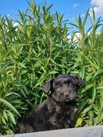 Mooie boomer pup, CDV (hondenziekte), 8 tot 15 weken, Meerdere, Meerdere dieren