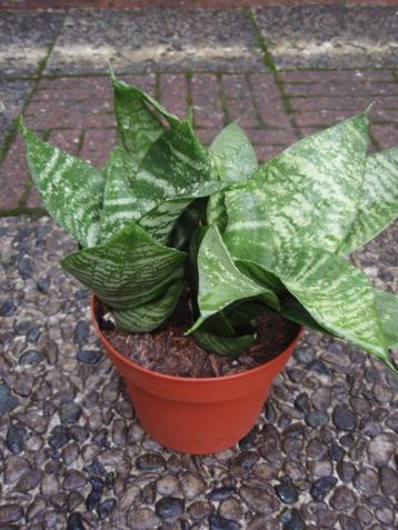 vetplant beschikbaar voor biedingen