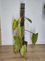 Philodendron Painted Lady op mospaal, Ophalen, 100 tot 150 cm, Overige soorten, Halfschaduw