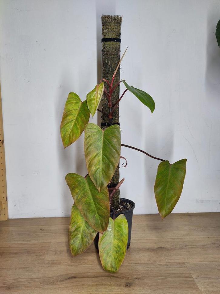 Philodendron Painted Lady op mospaal, Huis en Inrichting, Kamerplanten, Overige soorten, 100 tot 150 cm, Groene kamerplant, Halfschaduw