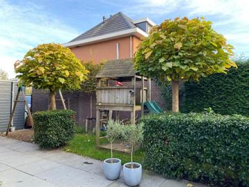 Te koop  4 stuks boltrompetboom / catalpa bignoniodes nana beschikbaar voor biedingen