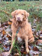 Hondenoppas op donderdag of vrijdag gezocht, Diensten en Vakmensen, Dieren | Honden | Verzorging, Oppas en Les, Pension of Dagopvang