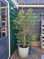 Portugese laurier / Prunus Lusitanica incl. pot, Tuin en Terras, Planten | Bomen, Halfschaduw, Ophalen