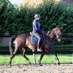 Te koop: Idine, Merrie, Met stamboom, B, Dressuurpaard