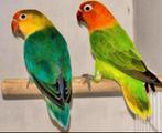 Schitterende koppel Agapornis Fischeri, Dieren en Toebehoren, Vogels | Parkieten en Papegaaien, Meerdere dieren, Dwergpapegaai of Agapornis